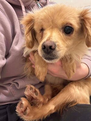 Valerie, Mischling - Hündin