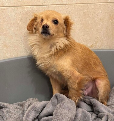 Valerie, Mischling - Hündin