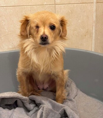 Valerie, Mischling - Hündin