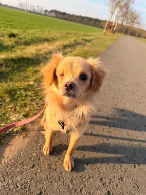 Valerie, Mischling - Hündin