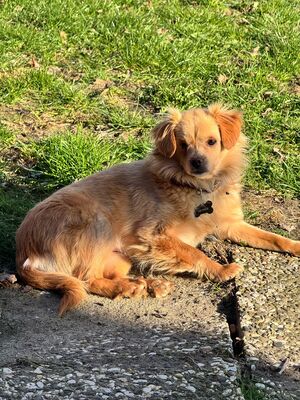 Valerie, Mischling - Hündin