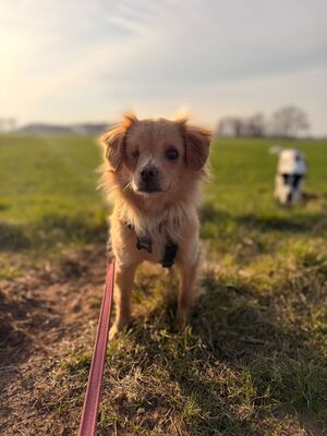 Valerie, Mischling - Hündin