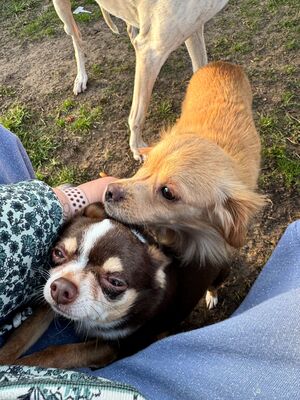 Valerie, Mischling - Hündin