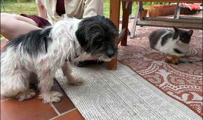 Valerie, Mix - Hündin