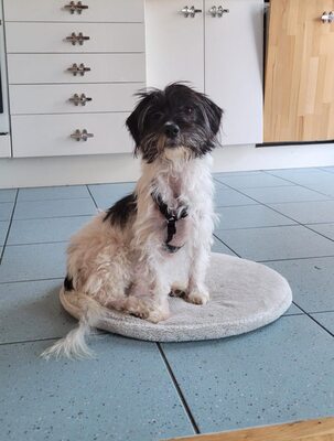 Valerie, Mix - Hündin