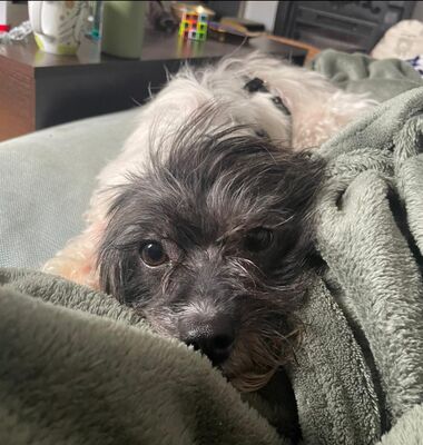 Valerie, Mix - Hündin
