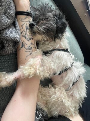Valerie, Mix - Hündin