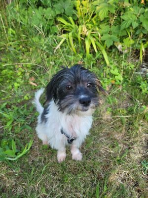 Valerie, Mix - Hündin