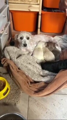 Valerie ist eine kleine Hündin mit einem großen Herzen, Bichon - Mischling - Hündin