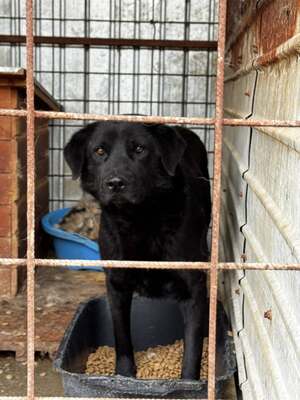 Valerie wartet geduldig auf ihre Menschen, Mischling - Hündin