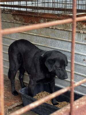 Valerie wartet geduldig auf ihre Menschen, Mischling - Hündin