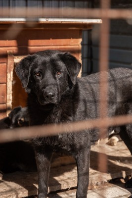 Valerie wartet geduldig auf ihre Menschen, Mischling - Hündin