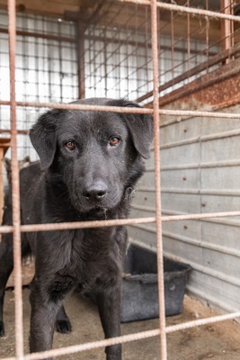 Valerie wartet geduldig auf ihre Menschen, Mischling - Hündin
