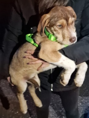 Valerio, Mischling Welpen - Rüde