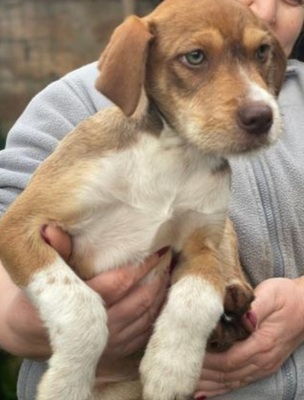 Valerio, Mischling Welpen - Rüde