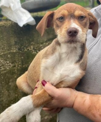 Valerio, Mischling Welpen - Rüde