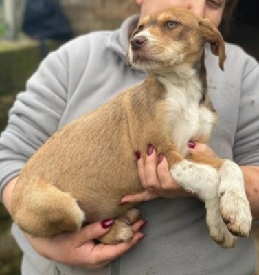 Valerio, Mischling Welpen - Rüde