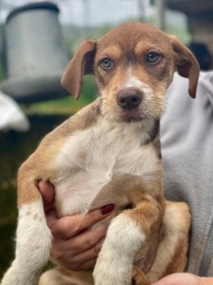 Valerio, Mischling Welpen - Rüde