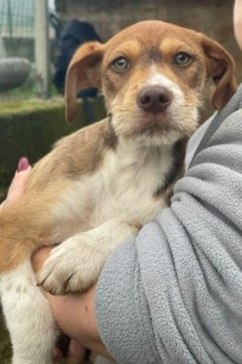 Valerio, Mischling Welpen - Rüde