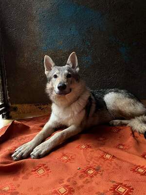 Valhalla Tschech. Wolfshund Rüde , 8 Monate alt sucht dringend