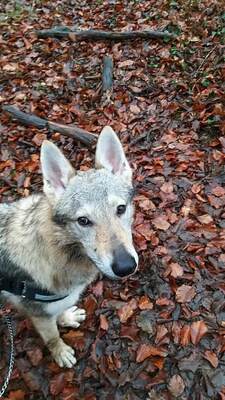 Valhalla Tschech. Wolfshund Rüde , 8 Monate alt sucht dringend, Tschechoslowakischer Wolfhund - Rüde