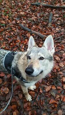 Valhalla Tschech. Wolfshund Rüde , 8 Monate alt sucht dringend, Tschechoslowakischer Wolfhund - Rüde