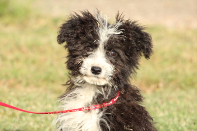 Valissa, Mischling Welpen - Hündin