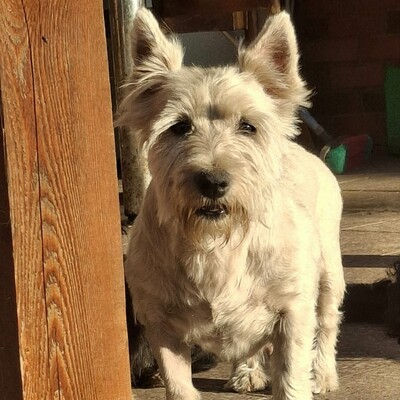💥Vanda West Highland Terrier ist lieb, verschmust und verträglich mit Hunden und Menschen🌺, Westhighland-Terrier - Hündin