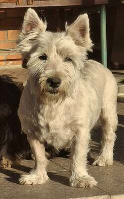 💥Vanda West Highland Terrier ist lieb, verschmust und verträglich mit Hunden und Menschen🌺, Westhighland-Terrier - Hündin