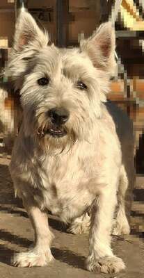 💥Vanda West Highland Terrier ist lieb, verschmust und verträglich mit Hunden und Menschen🌺, Westhighland-Terrier - Hündin