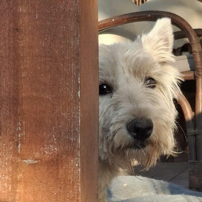 💥Vanda West Highland Terrier ist lieb, verschmust und verträglich mit Hunden und Menschen🌺, Westhighland-Terrier - Hündin