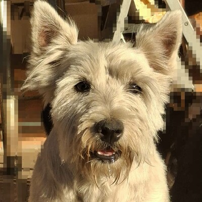 💥Vanda West Highland Terrier ist lieb, verschmust und verträglich mit Hunden und Menschen🌺, Westhighland-Terrier - Hündin