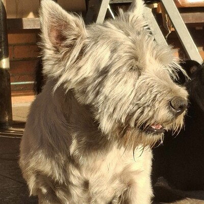 💥Vanda West Highland Terrier ist lieb, verschmust und verträglich mit Hunden und Menschen🌺, Westhighland-Terrier - Hündin