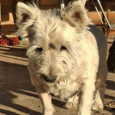 💥Vanda West Highland Terrier ist lieb, verschmust und verträglich mit Hunden und Menschen🌺, Westhighland-Terrier - Hündin