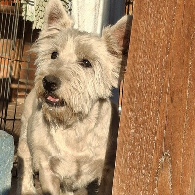 💥Vanda West Highland Terrier ist lieb, verschmust und verträglich mit Hunden und Menschen🌺, Westhighland-Terrier - Hündin