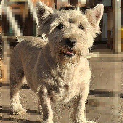 💥Vanda West Highland Terrier ist lieb, verschmust und verträglich mit Hunden und Menschen🌺, Westhighland-Terrier - Hündin