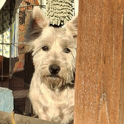 💥Vanda West Highland Terrier ist lieb, verschmust und verträglich mit Hunden und Menschen🌺, Westhighland-Terrier - Hündin