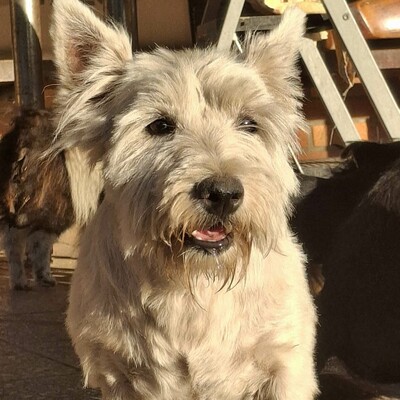 💥Vanda West Highland Terrier ist lieb, verschmust und verträglich mit Hunden und Menschen🌺, Westhighland-Terrier - Hündin