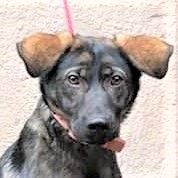 🐕‍🦺 Vanda mag Menschen, ist sehr verschmust und freut sich immer über Streicheleinheiten und Ansprache🐕‍🦺, Mischlinghündin - Hündin