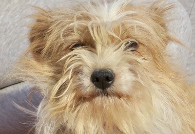 Vanesa, Terrier - Mix - Hündin