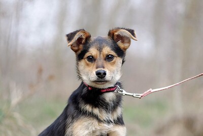 Vanessa, Mischling Welpen - Hündin
