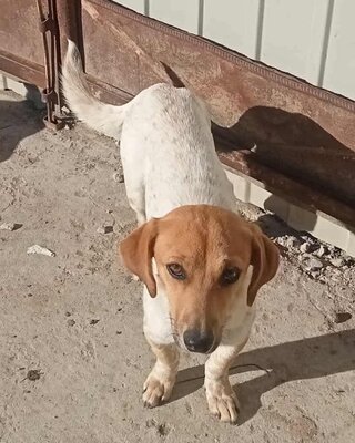 Vanja, (Dackel?) - Mix - Hündin