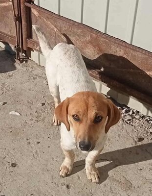 Vanja, Mix - Hündin