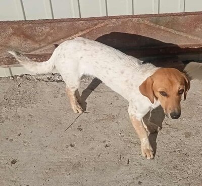 Vanja, Mix - Hündin