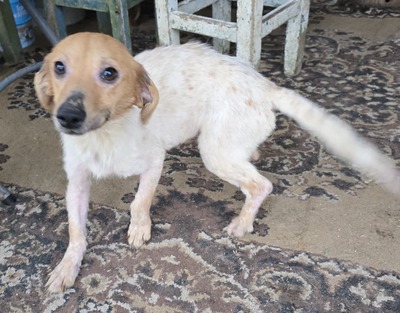 Vanja, Mix - Hündin