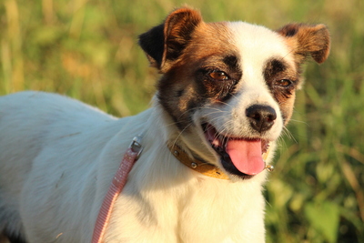 Varina, Mischling Welpen - Hündin