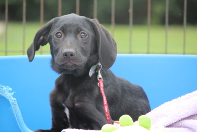 Vasko, Mischling Welpen - Rüde