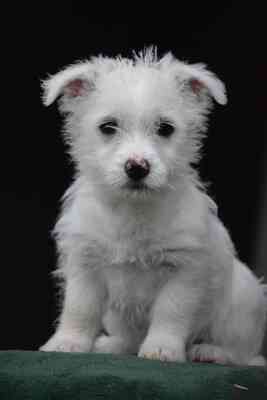 Veda sucht ihren Lebensplatz, Westhighland-White-Terrier Welpen - Hündin