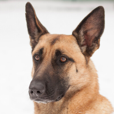 Vega, Malinois-Mix - Hündin