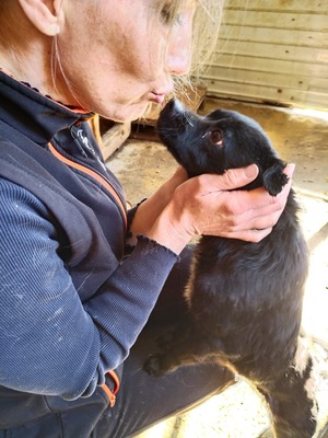 Vega, kleine, zarte Hündin mit traurigen Augen, Chihuahua - Mischling - Hündin